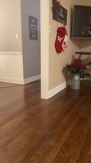 Heartwarming Basset Hound Puppy Crying | Make It Magical