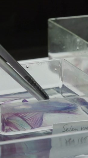 How Fish Skeletons Are Preserved for Research