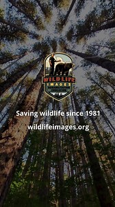 Camp EEK! Dissecting an Owl Pellet During Raptor Revelations Week! | Wildlife Images Rehabilitation & Education Center | Facebook