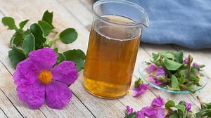 Heilpflanzen zur Immunstärkung