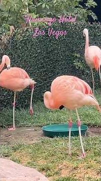 Flamingos at The Flamingo Hotel , Las Vegas