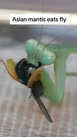 Hierodula membranacaea gets a fly #zeitraffer #timelapse #mantis #prayingmantis #hierodulamembranacea #asianmantis #reels #reelsviral #reelsinstagram #reelsvideo #trendingnow #reelsvideo #Facebookreelscontest | Carnivorous Plants