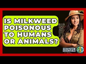 Is Milkweed Poisonous To Humans Or Animals? - Ecosystem Essentials