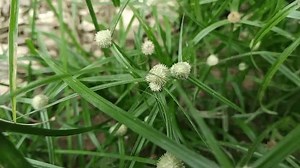 Kyllinga Brevifolia Species Sedge Known By: stockbeeldmateriaal en -video's (rechtenvrij) 3498959969 | Shutterstock