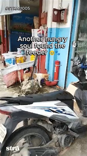 He didn’t need to ask… the feeder was waiting for him. 🐶 At STRĀ, we help feed street dogs and cats. ❤ THANK YOU to all those who supports us! 🙏 #STRA11005 #dogsofinstagram #rescueanimals #rescuedog #rescuedismyfavoritebreed #RescueLove #doglovers #dogmom #doglife #dog #adoptdontshop #adoptme #adoptdontbuy #adoptdogs | STRĀ