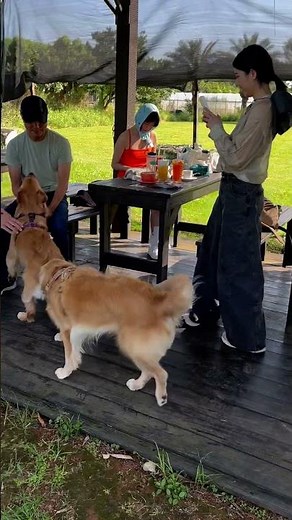 2026/04/26寵物友善咖啡餐廳#dogs #桃園新屋