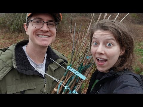 Willis Orchards Fruit Tree Haul Spring 2024! | Wild Pines Farm