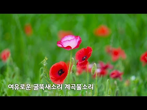 커피 한잔의 여유로운 굴뚝 새 울음소리, 시원한 계곡 물소리 💦 ASMR | 휴식 | 마음안정 #break #bird sound #water sound