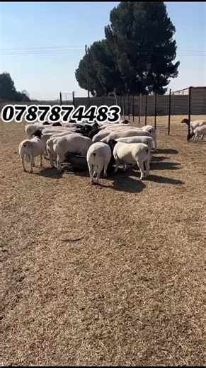 free delivery country Dorper sheep available 5 months old @5,500 7 months old @8,000 10months old @12,500 Female @13,500 ready pregnant Call us via 0787874483 #dorperfarmkenya #dorperfarming #ForSaleKenya #dorper #forsalenow