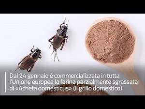Via libera in Europa alla vendita della farina dei grilli