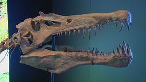 There be Monsters! New exhibit at Halifax’s Museum of Natural History is big enough to accommodate ocean giants