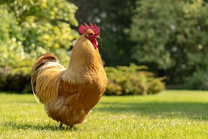10 BEST Chicken Breeds for Oklahoma (2023 Guide) - The Gardening Dad