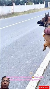 Fantastic Belgian Malinois Dogs 🔥 | Incredible Skills, Intelligence & Training Moments #malinois