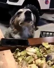 1.4M views · 511 reactions | Entre ses croquettes ou du bon reggae, son coeur balance! | Music Covers & Creations | Facebook