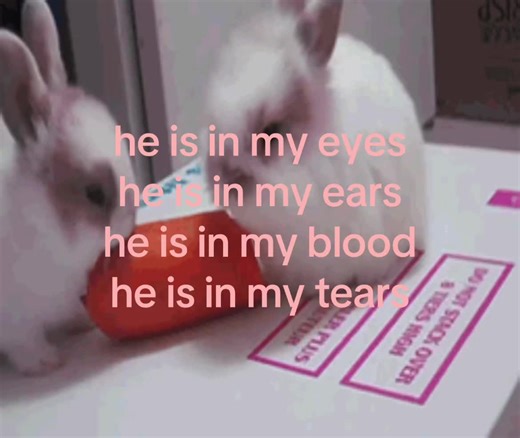 For I Just Threw Out The Love Of My Dreams. #weezer #targetedaudience #bf #bunni