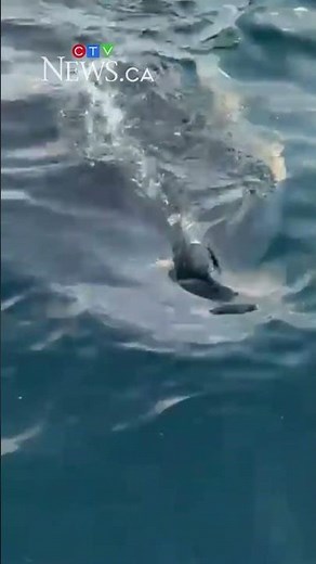 Rare, enormous shark spotted near P.E.I.