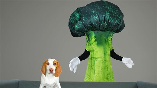 Dogs fight giant broccoli man and ninja vegetable army