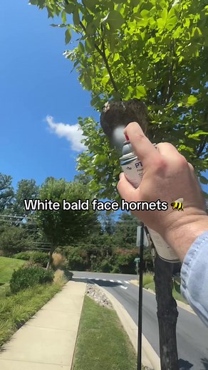 White Bald Face Hornets: Insights on Pest Control