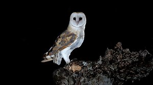Tightly Packed DNA "Lens" Gives Owls Night Vision Superpowers