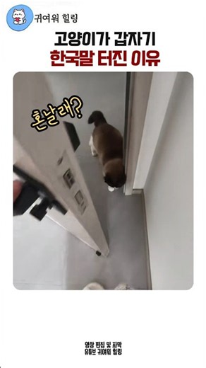 고양이가 갑자기 한국말 터진 이유 #한국어패치고양이 #한국말하는고양이