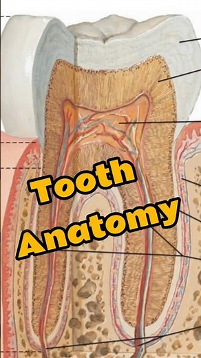 Tooth Parts Explained Fast! | Tooth Anatomy #Shorts