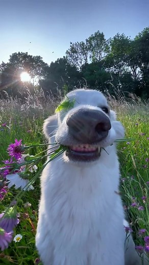 Cute Dog with a Bug: Hilarious TikTok Moments