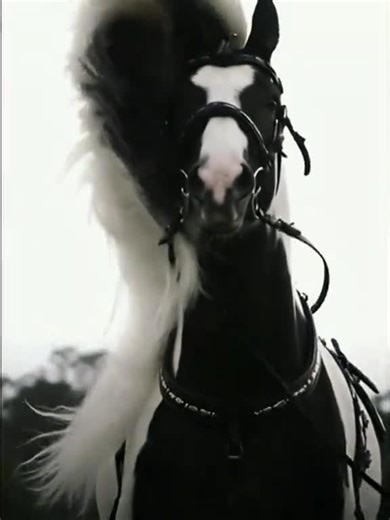 Black 🖤 white 🤍 horses 🐎