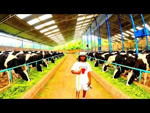 A TOUR INSIDE THE MAGNIFICENT GITHUNGURI DAIRY BREEDERS FARM RAN BY A YOUNG GEN Z