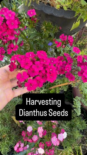 Slightly Knowledgeable Gardener on Instagram: "Harvesting Dianthus seeds the easiest way! Saving seeds doesn’t have to be difficult, you just need to know what to look for 🌱"