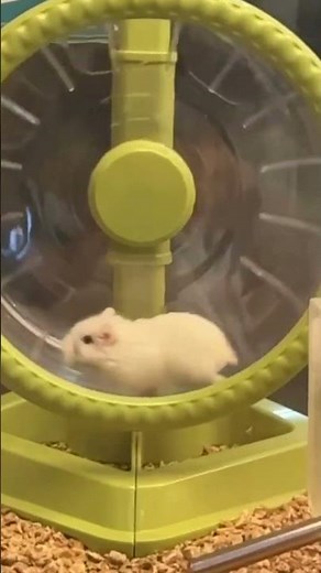 Slow motion of hamster running on wheel
