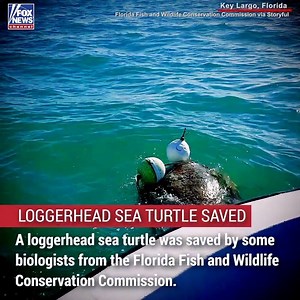 Biologists in Florida came to the rescue of an entangled loggerhead sea turtle they found off the coast of Key Largo. | Fox News