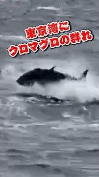 東京湾にクロマグロ【船長が見た】久里浜沖【金沢八景・太田屋】 #釣り #fishing #クロマグロ