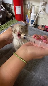 2.3K views · 352 reactions | Sir Crusty arrived 7-3. We were told his eyes are gone but they are WAY in there and infected ( cannot see yet, but hoping) as well as a VERY nasty URI. He refuses to eat from a bottle, a miracle nipple, a dish etc but has decided this one syringe is ok. He is making progress slowly. | Kitty City | Facebook