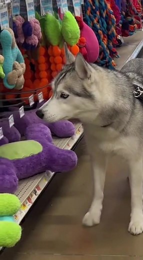 When Mom Says No More Toys: A Husky's Dramatic Reaction