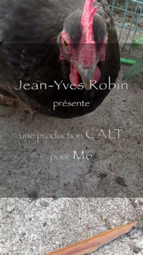 My hen sings the Kaamelott theme song #Kaamelott #hen