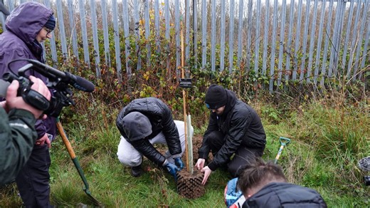 Sycamore Gap saplings are planted