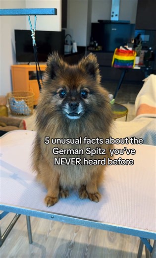 5 Surprising Facts About the German Spitz Dog