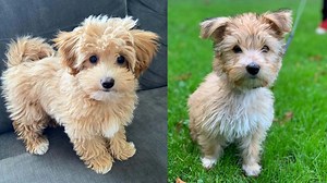 Here Are the 16 Coton de Tulear Mix Breeds | Puppies Club