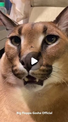Floppa TV | Gosha Kerr~🥰 #bigfloppa #floppa #caracal #karakal #lince #カラカル #카라칼 #bigcat #catsofinstagram #catlover | Instagram