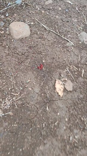 Very, very cool to be able to see these millipede assassin bugs!! What a stunning time of year it is! | Brent Jansen van Rensburg