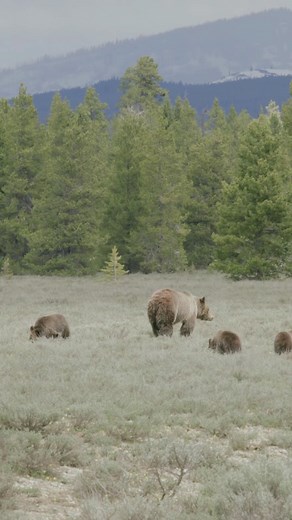 551 reactions · 15 shares | 25 seconds of bears  in Jackson Hole!  @kgb_productions  | Jackson Hole Mountain Resort | Facebook