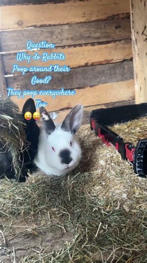 Rabbit Pooping Everywhere 💨🐇😃. #rabbit #bunny