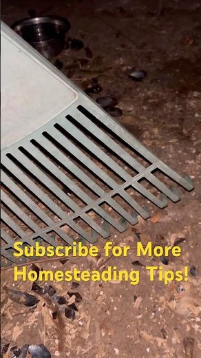 Rooster & Hen Control #homesteading #selfsufficiency #raisingchickens