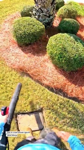 Perfect Lawn Edging with a Leaf Blower | Oddly Satisfying Yard Cleanup
