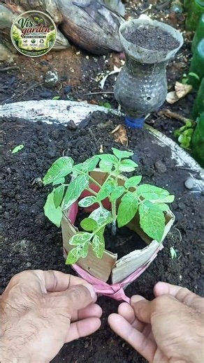 🍅 Jangan buang kardus bekas! trik akar tomat makin banyak 🌱. #tipsberkebun