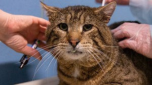 43 animals rescued over 2 days from Marion County property, ARL says