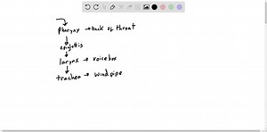 SOLVED:Arrange these stages in the proper order: phallic, anal, genital, oral.