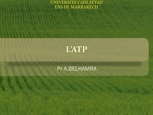 Bioénergétique cellulaire : partie 2