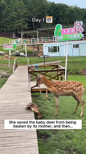 Cute adorable goat 🐐#funny #animal #goats #babygoat #hilarious #cute #farm #🤣🤣🤣 | Animal Lovers