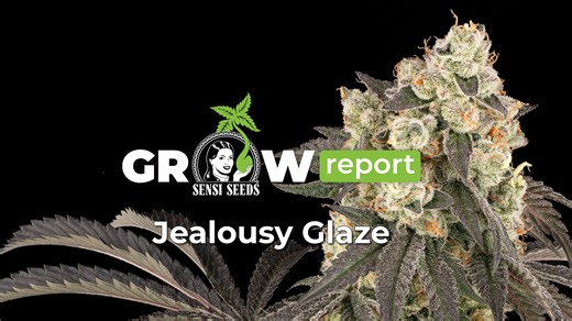 Jealousy Glaze